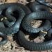 North Caroline police respond to bizarre trespassing call after snake is found in bathroom
