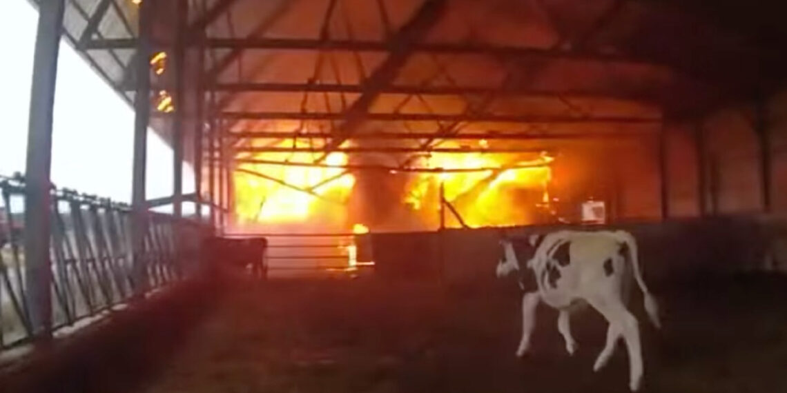 Wisconsin police officer rescues three cows from devastating barn fire
