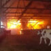 Wisconsin police officer rescues three cows from devastating barn fire