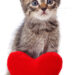 Love at first sight: Virginia police officer adopts kitten after rescue