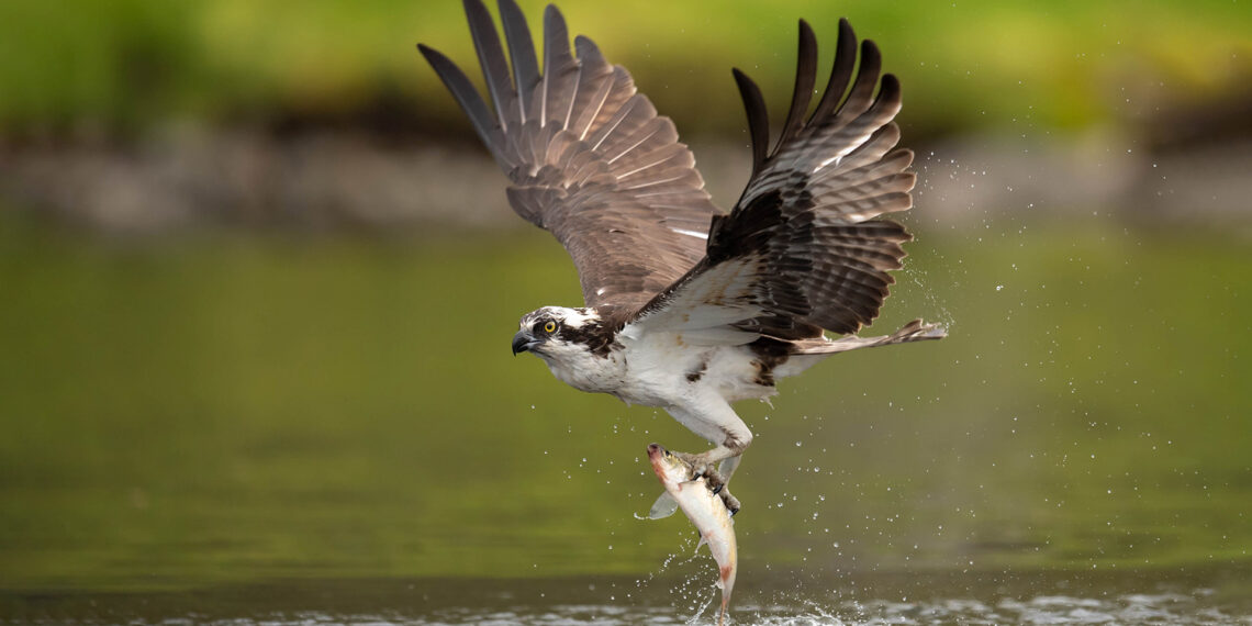 Unlikely culprit: Osprey-dropped fish causes power outage in New Jersey community