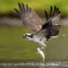 Unlikely culprit: Osprey-dropped fish causes power outage in New Jersey community