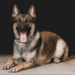 Tennessee police K9 disappears after altercation with coyotes – Law Officer
