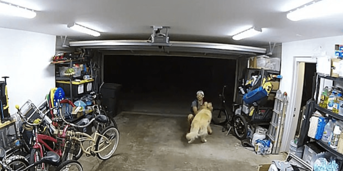 Golden retriever convinces burglar to rub his belly before stealing $1,300 bike – Law Officer