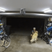 Golden retriever convinces burglar to rub his belly before stealing $1,300 bike – Law Officer