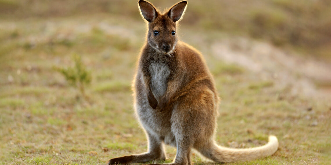 Wally the wallaby escapes home during windstorm