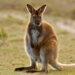 Wally the wallaby escapes home during windstorm