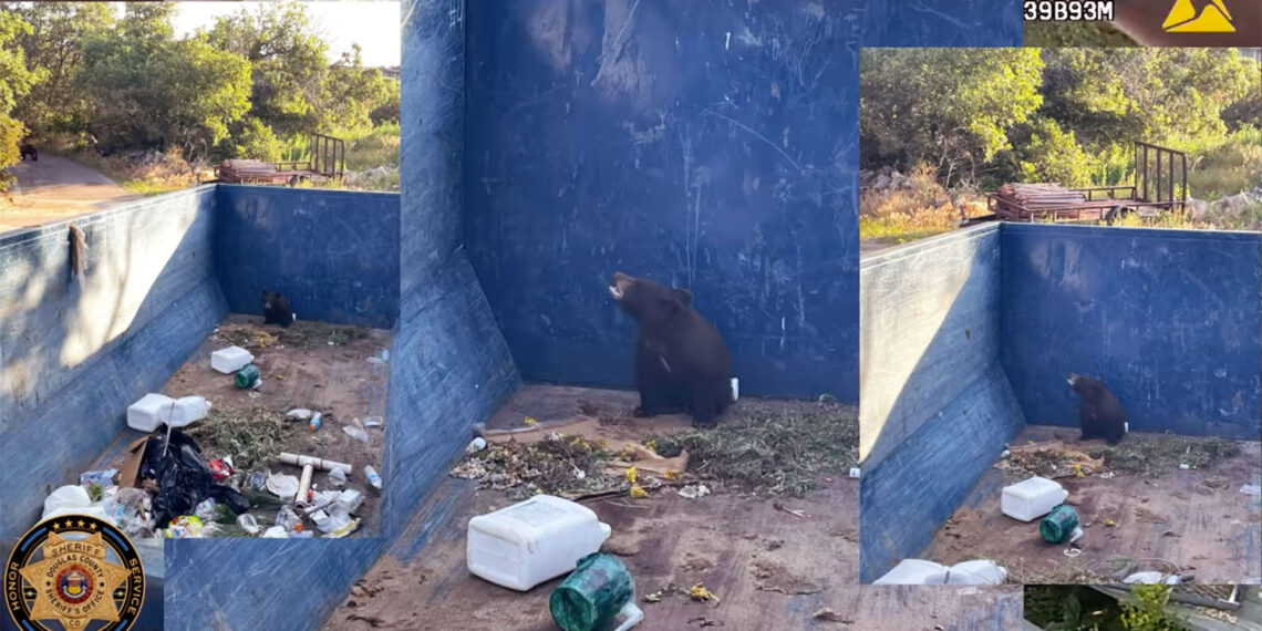 Heroic rescue: Colorado sheriff’s deputies save bear cub trapped in dumpster