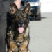 Bedford Heights Police Department reunites police K-9 with handler after outcry from community