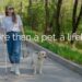 Service animals vs. emotional support animals