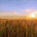 Missing woman rescued after two days in Michigan cornfield with help from police K-9