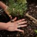 Close up of hands with rings on including CND logo pressing plant into soil