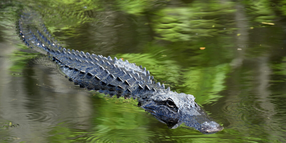 Alligator on the loose in New Jersey captured after two-week chase