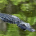 Alligator on the loose in New Jersey captured after two-week chase