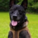K9 Rico, South Carolina Law Enforcement Division, South Carolina