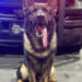K9 Waro, Clayton County Police Department, Georgia