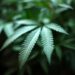 N.J. officer to be reinstated after being fired for using cannabis