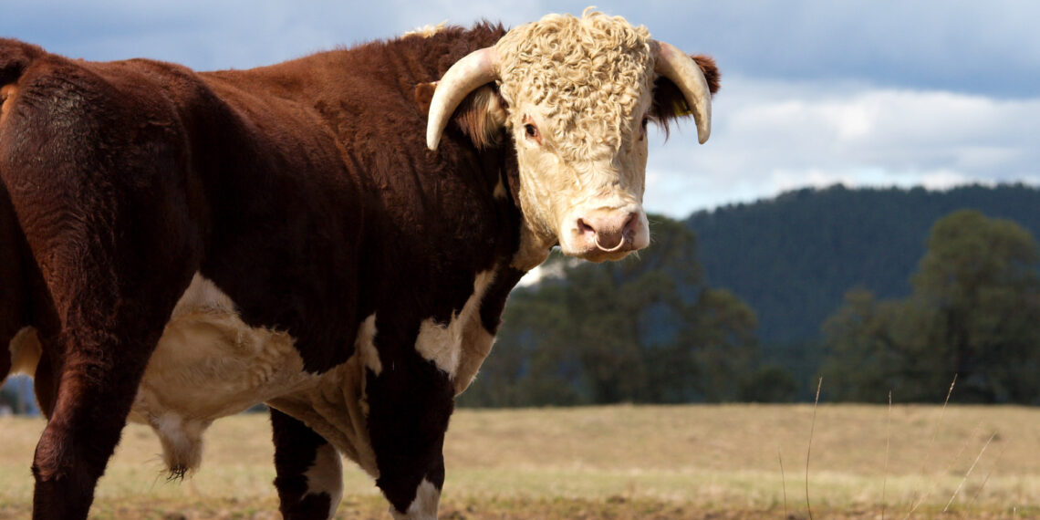 Bovine on board: Nebraska man drives full-size bull as passenger in modified car
