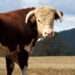 Bovine on board: Nebraska man drives full-size bull as passenger in modified car