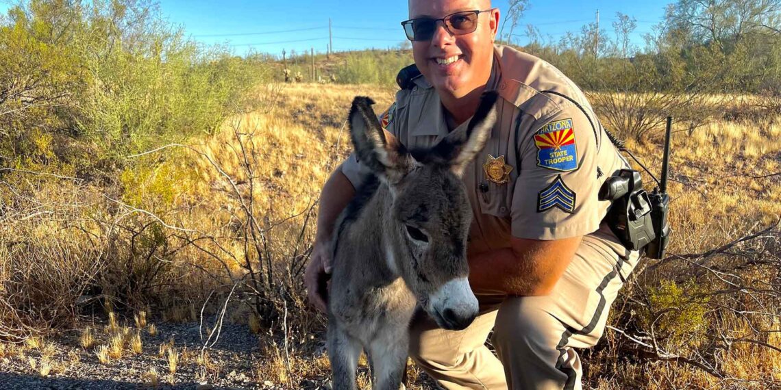 heartwarming-animal-rescue-arizona-dps-trooper-saves-day-old-burro-orphaned-on-highway-1