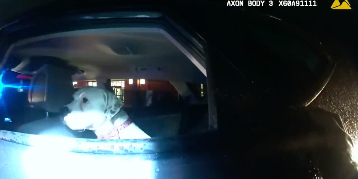 Heartwarming animal rescue: Colorado police officer adopts dog found in stolen car