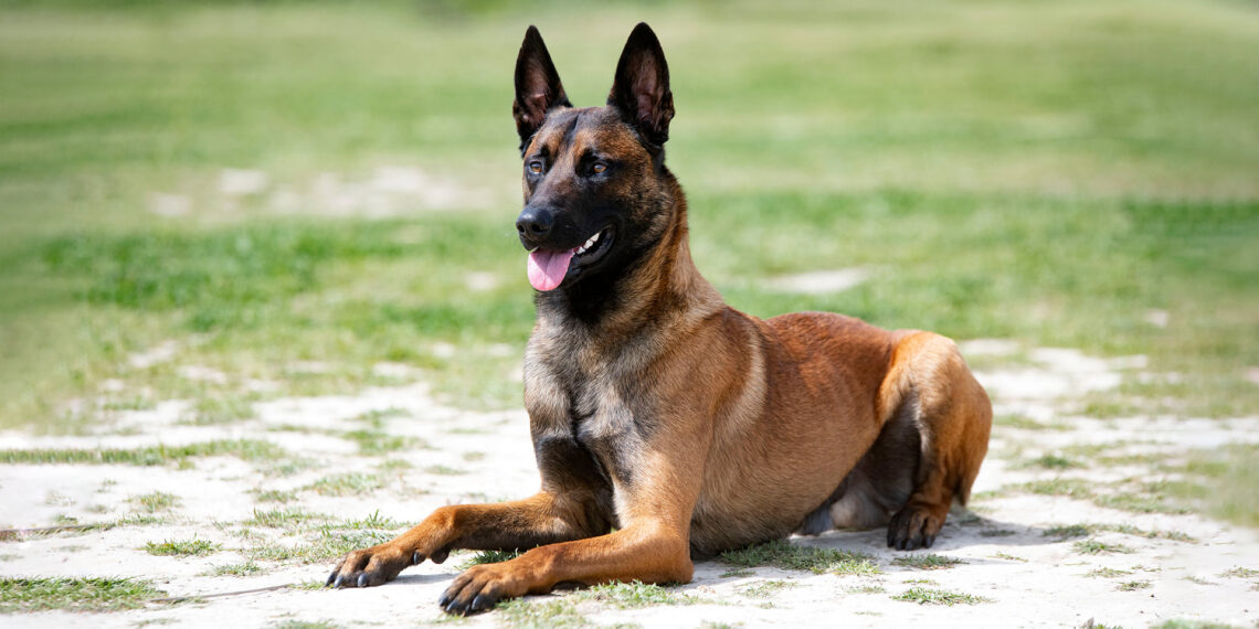Ohio Supreme Court makes major ruling regarding civil liability for police officers with K-9s