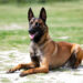 Ohio Supreme Court makes major ruling regarding civil liability for police officers with K-9s
