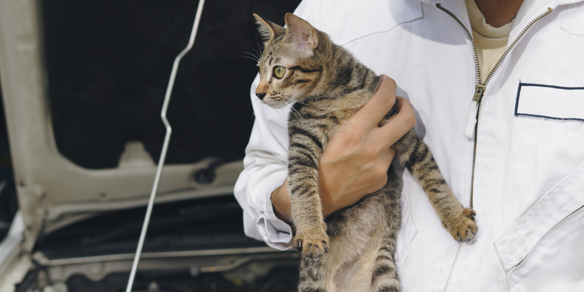 CATastrophe avoided: Indiana troopers rescue kitten trapped under hood of police cruiser