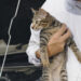 CATastrophe avoided: Indiana troopers rescue kitten trapped under hood of police cruiser