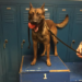 Injured in Line of Duty, K9 Ringo Walks Out of Hospital on All Fours – Law Officer