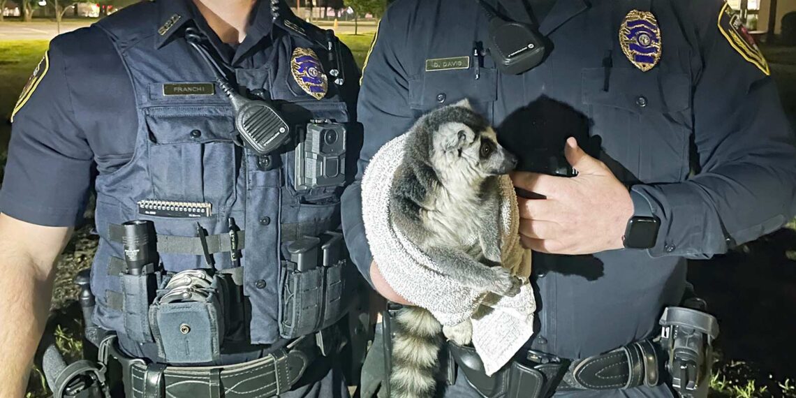 Runaway lemur leads Missouri police on wild chase