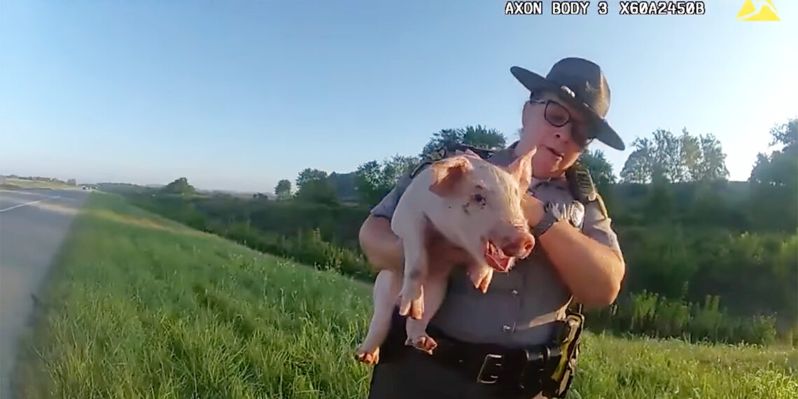 “This little piggy didn’t make it to the market”: