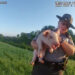 “This little piggy didn’t make it to the market”: