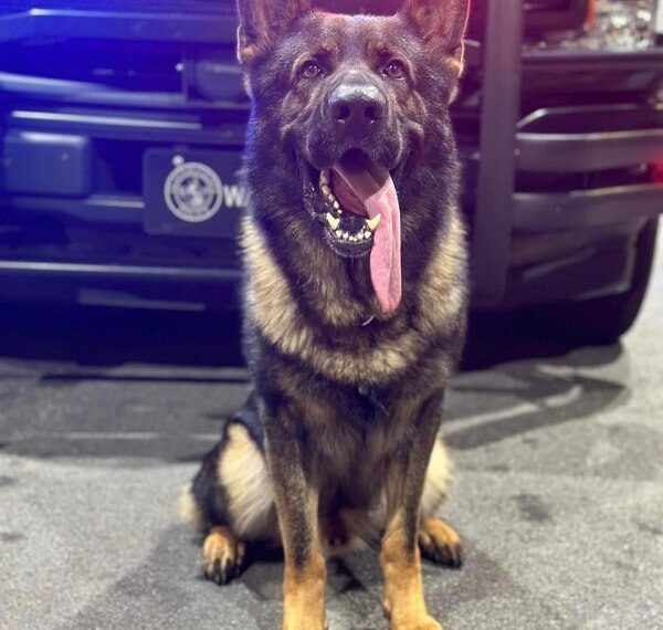 Ga. police K-9 fatally shot by 17-year-old suspect during manhunt