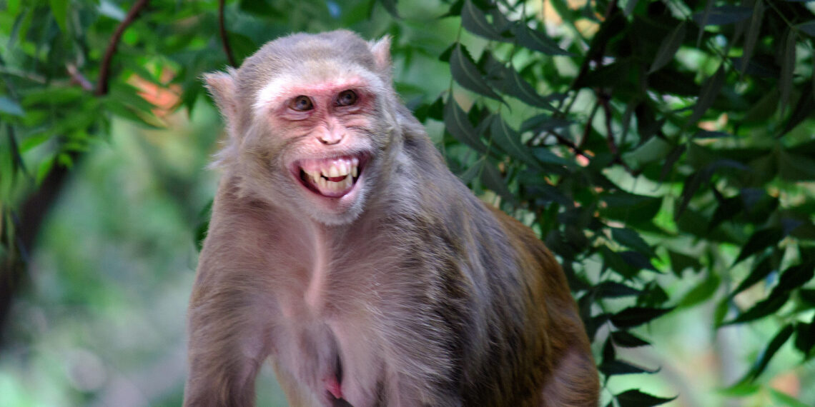 “I knew I wasn’t going crazy”: Wild monkey sightings in Florida trigger public warnings and concerns