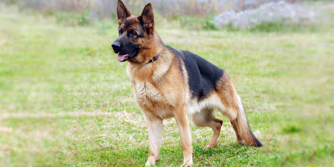 K-9 cowboy: German shepherd helps round up 30 escaped goats in New York
