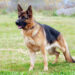 K-9 cowboy: German shepherd helps round up 30 escaped goats in New York