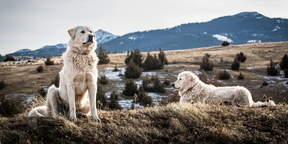 What does it mean to be a sheepdog?