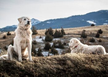 What does it mean to be a sheepdog?