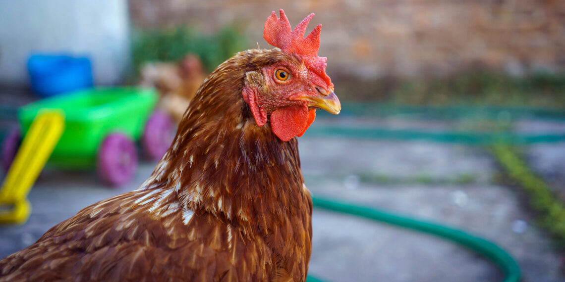 Chicken leads Arkansas police officer on hilarious foot chase