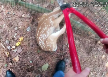 Georgia police officer rescues distressed fawn stuck in fence