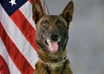 K9 Kenzo | Pima County Sheriff's Department, Arizona