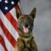 K9 Kenzo | Pima County Sheriff's Department, Arizona