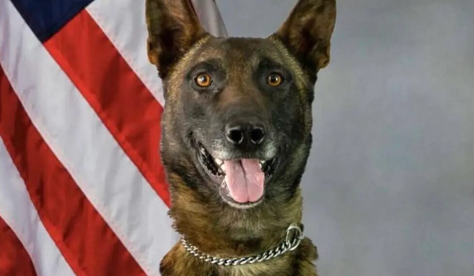 K9 Kenzo | Pima County Sheriff's Department, Arizona
