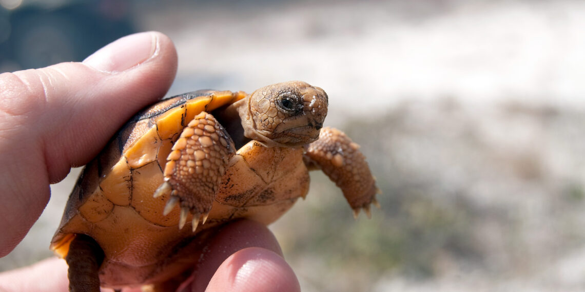 “Taco” the tiny gopher tortoise rescued by Florida police department