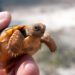 “Taco” the tiny gopher tortoise rescued by Florida police department