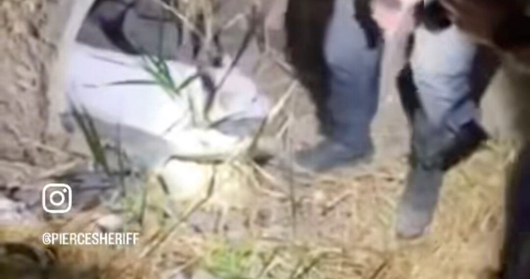Washington deputy rescues injured dog from drainpipe
