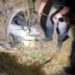 Washington deputy rescues injured dog from drainpipe