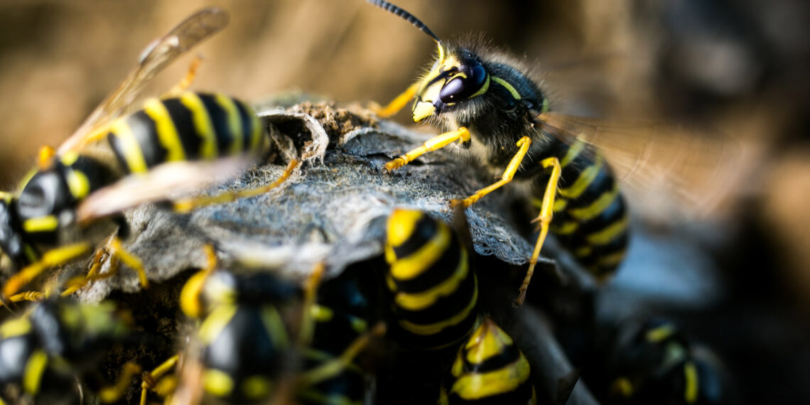 Wasp swarm interrupts Seattle police chase, stinging officers and suspect