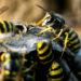 Wasp swarm interrupts Seattle police chase, stinging officers and suspect